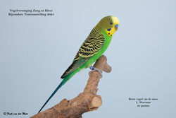 Vogelvereniging Zang en Kleur - Zevenhuizen - Bijzondere Tentoonstelling 2025
