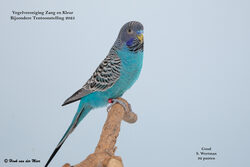 Vogelvereniging Zang en Kleur - Zevenhuizen - Bijzondere Tentoonstelling 2025