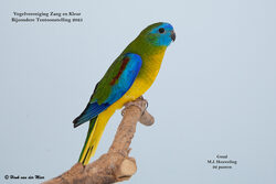 Vogelvereniging Zang en Kleur - Zevenhuizen - Bijzondere Tentoonstelling 2025