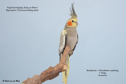 Vogelvereniging Zang en Kleur - Zevenhuizen - Bijzondere Tentoonstelling 2025