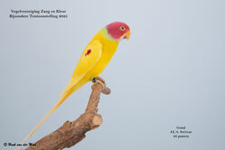 Vogelvereniging Zang en Kleur - Zevenhuizen - Bijzondere Tentoonstelling 2025