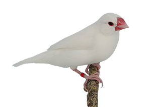 Rijstvogel_wit